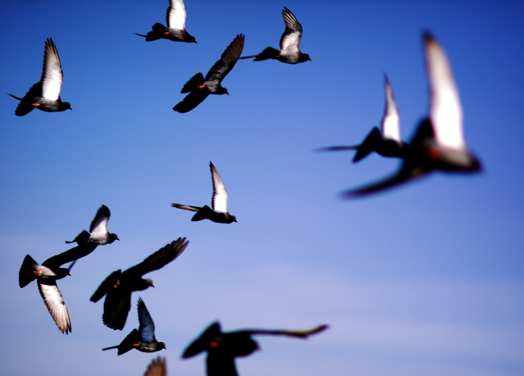 Pidgeons 001